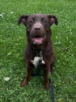 Rescue Chocolate Labrador Retriever Dogs for Adoption in Monroeville, Pennsylvania - Koda | PetCurious
