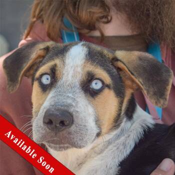 Austin -  Australian Shepherd and German Shepherd Dog Dog for Adoption in Huntley, Illinois - Austin | PetCurious