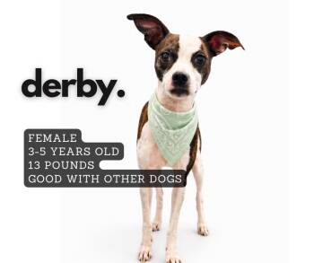 Mixed Breed Dogs Available for Adoption in Ashland, Kentucky - Derby | PetCurious