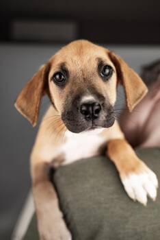 Labrador Retriever Dogs Available for Adoption in Brighton, Colorado - 426-26 | PetCurious