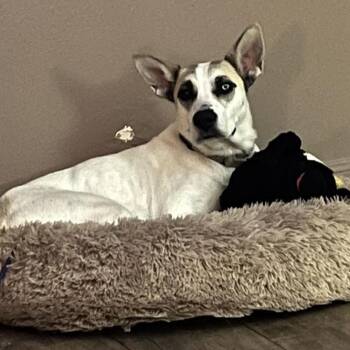 Princess Marigold Love Worth Waiting For -  Husky and Labrador Retriever Dog for Adoption in Friendswood, Texas - Princess Marigold Love Worth Waiting For | PetCurious
