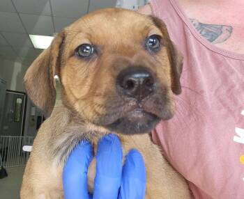 Circie -  Terrier Dog for Adoption in Candler, North Carolina - Circie | PetCurious