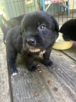 Tupac -  Mixed Breed Dog for Adoption in Kansas City, Missouri - Tupac | PetCurious