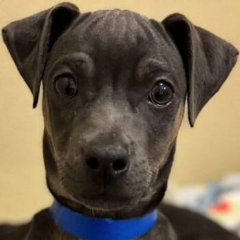 Mixed Breed Dogs Available for Adoption - Pringles | PetCurious