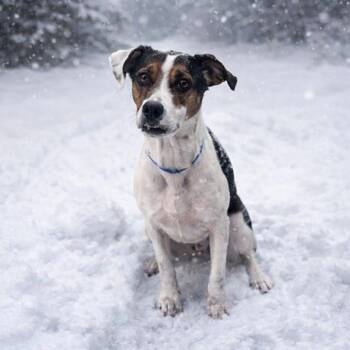Mixed Breed Dogs Available for Adoption in Hopkinton, Massachusetts - Chumley | PetCurious