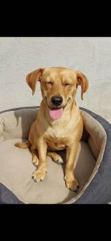 Rescue Beagle and Labrador Retriever Dogs for Adoption in Camp Pendleton North, California - Pablo | PetCurious