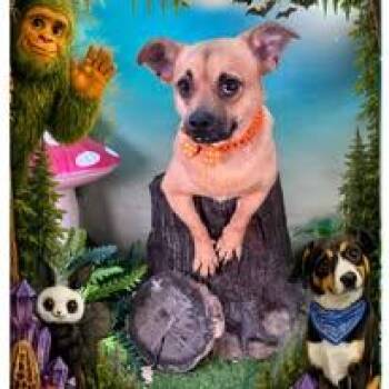 Moana -  Chihuahua Dog Available for Adoption in Winchester, Kentucky - Moana | PetCurious