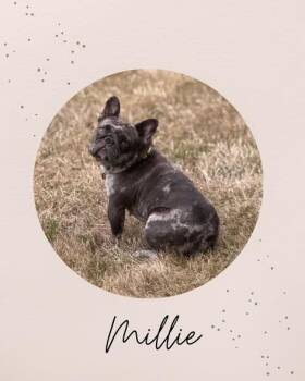 MILLIE -  French Bulldog Dog for Adoption in Coquitlam, British Columbia - MILLIE | PetCurious