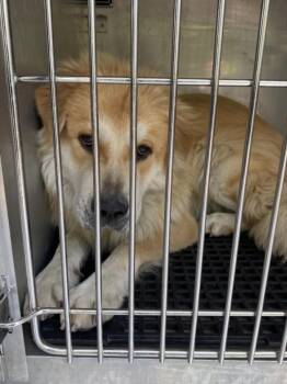 STONE -  Mixed Breed Dog for Adoption in Dallas, Texas - STONE | PetCurious
