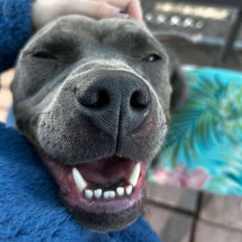 Rescue American Staffordshire Terrier Dogs for Adoption in Pittsburgh, Pennsylvania - Jentry | PetCurious