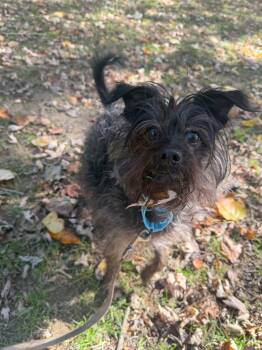 Seagull -  Mixed Breed Dog for Adoption in Reisterstown, Maryland - Seagull | PetCurious