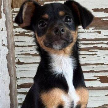 Alain -  Yorkshire Terrier and Miniature Pinscher Dog for Adoption in Carrollton, Texas - Alain | PetCurious