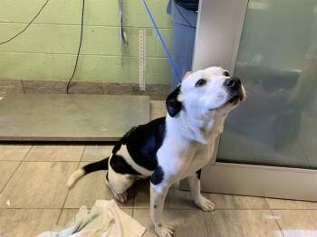 American Staffordshire Terrier and Mixed Breed Dogs Available for Adoption in Grand Prairie, Texas - LENA | PetCurious