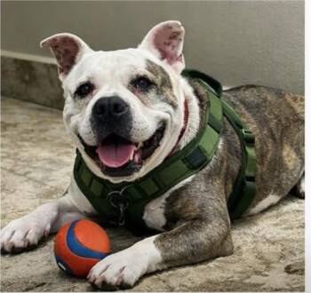 Paco -  American Staffordshire Terrier Dog for Adoption in Cleveland, Texas - Paco | PetCurious