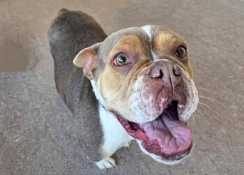 American Bulldog and Mixed Breed Dogs Available for Adoption - IZZY | PetCurious