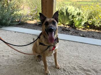 German Shepherd Dog Dogs Available for Adoption - Charlie | PetCurious
