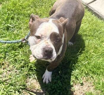 MATILDA -  English Bulldog and Mixed Breed Dog for Adoption in Salinas, California - MATILDA | PetCurious
