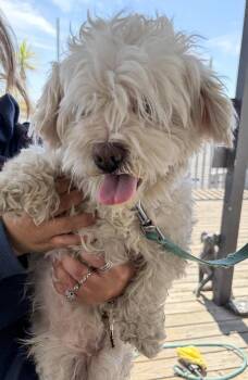 Phil Collins -  Shih Tzu Dog for Adoption in Vallejo, California - Phil Collins | PetCurious