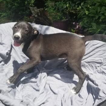 PJ -  Dachshund and Hound Dog for Adoption in Albany, New York - PJ | PetCurious