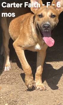 Carter Faith -  German Shepherd Dog and American Staffordshire Terrier Dog for Adoption in Calera, Alabama - Carter Faith | PetCurious