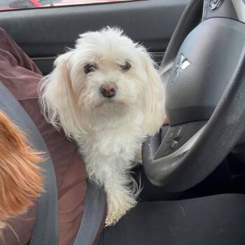 Bo Peep -  Maltese and Poodle Dog for Adoption in Austin, Texas - Bo Peep | PetCurious