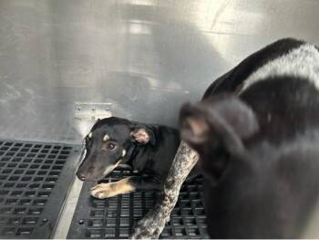FREDDIE -  Mixed Breed Dog for Adoption in West Palm Beach, Florida - FREDDIE | PetCurious