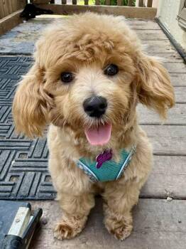 Noodles -  Poodle and Maltese Dog for Adoption in Lee