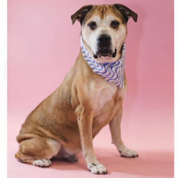 Rescue American Bulldog and Saint Bernard Dogs for Adoption in Port Richey, Florida - Rosco | PetCurious