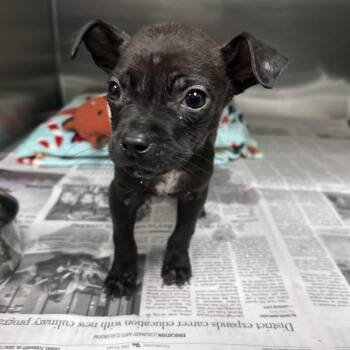 Mixed Breed Dogs Available for Adoption in Galveston, Texas - Alfalfa | PetCurious