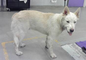 Siberian Husky and Mixed Breed Dogs Available for Adoption in Houston, Texas - CHARLIE | PetCurious