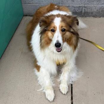 Sadie Grace -  Shetland Sheepdog Sheltie Dog for Adoption in Dublin, Ohio - Sadie Grace | PetCurious
