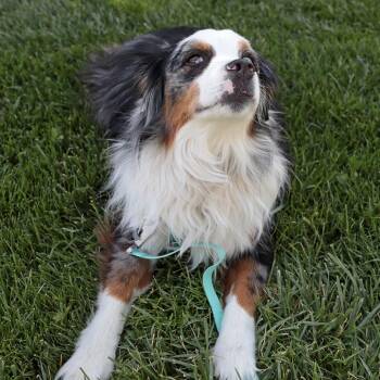 Toast Malone -  Australian Shepherd Dog for Adoption in Murray, Utah - Toast Malone | PetCurious