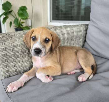 Pit Bull Terrier Dogs Available for Adoption in Tampa, Florida - Spokes | PetCurious