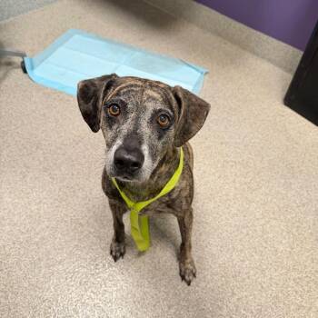 Oakley -  Mountain Cur Dog for Adoption in Englewood, Florida - Oakley | PetCurious