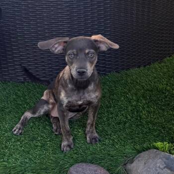 Babette -  Dachshund and Mixed Breed Dog for Adoption in Las Vegas, Nevada - Babette | PetCurious