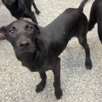 Senor Splash -  Hound and Mixed Breed Dog for Adoption in Parkersburg, West Virginia - Senor Splash | PetCurious