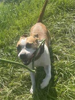 Rescue Mixed Breed Dogs for Adoption in Palmetto, Florida - LUCY | PetCurious