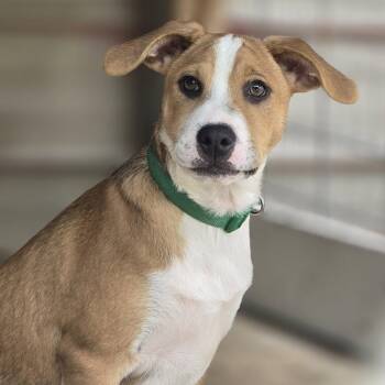 Liam -  Mixed Breed Dog for Adoption in Kempner, Texas - Liam | PetCurious