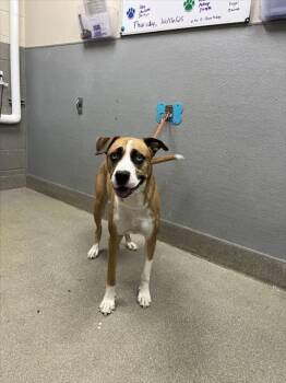 Rescue German Shepherd Dog and Siberian Husky Dogs for Adoption in Las Vegas, Nevada - TY | PetCurious