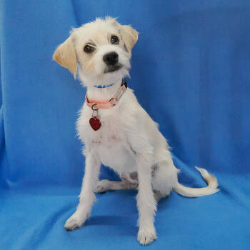 Rescue Terrier and Mixed Breed Dogs for Adoption in Richmond, California - LASAGNA | PetCurious