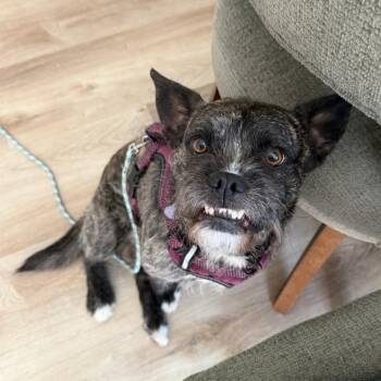 Terrier and Mixed Breed Dogs Available for Adoption in Murray, Utah - Oscar | PetCurious