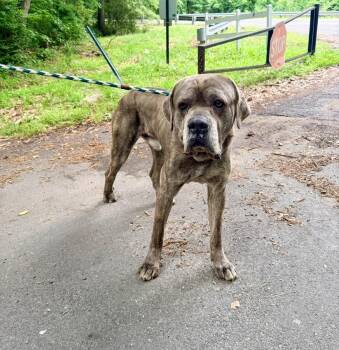 Mastiff and Cane Corso Dogs Available for Adoption in Petersburg, Virginia - Cane | PetCurious