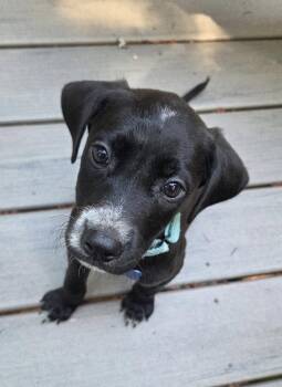 Milo -  Pointer and Border Collie Dog for Adoption in Bothell, Washington - Milo | PetCurious
