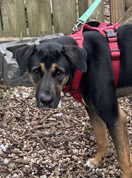 Tony -  Great Dane and Hound Dog for Adoption in Ellicott City, Maryland - Tony | PetCurious