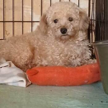 TATER -  Poodle Dog for Adoption in Chicopee, Massachusetts - TATER | PetCurious