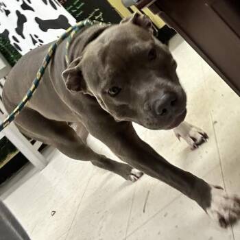 Luna -  Mixed Breed Dog for Adoption in Davenport, Iowa - Luna | PetCurious