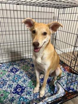 Rescue Shiba Inu and Yellow Labrador Retriever Dogs for Adoption in Liverpool, Texas - Foxy | PetCurious