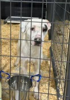 Lark -  Pit Bull Terrier Dog for Adoption in Stratham, New Hampshire - Lark | PetCurious