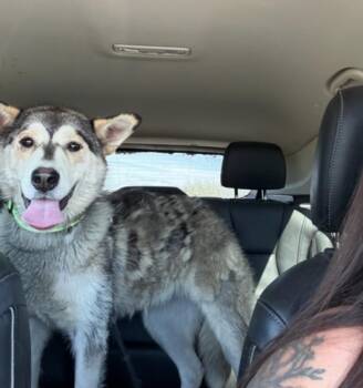 Zandra -  Husky and Shepherd Dog for Adoption in Calgary, Alberta - Zandra | PetCurious