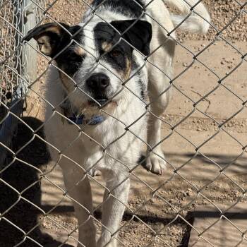 Airedale Terrier and Jack Russell Terrier Dogs Available for Adoption in Littleton, Colorado - Spot | PetCurious